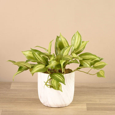Greenery-Potted Vanilla Leaf-Bloomr