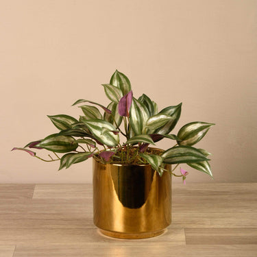 Greenery-Artificial Potted Dark Vanilla Leaf Plant-Bloomr