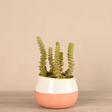 Greenery-Santa Fe Succulent Arrangement-Bloomr