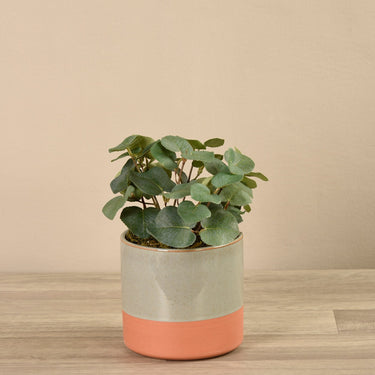 Greenery-Artificial Eucalyptus Arrangement in Ceramic Vase-Bloomr