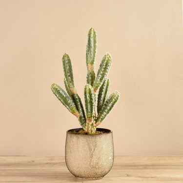 Greenery-Potted Cactus-Bloomr