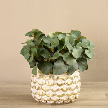 Greenery-Potted Eucalyptus-Bloomr