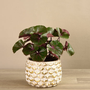 Greenery-Potted Ligularia-Bloomr