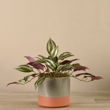 Greenery-Artificial Potted Vanilla Leaf Plant-Bloomr
