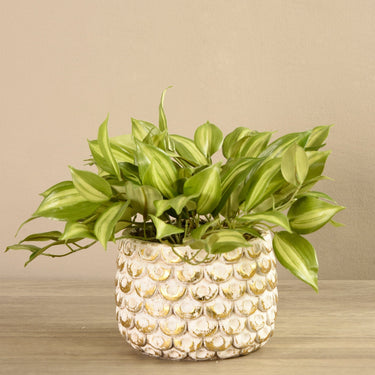 Greenery-Potted Vanilla Leaf Plant-Bloomr