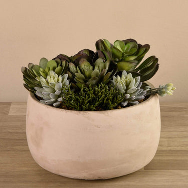 Greenery-Succulent Arrangement in Cement Bowl-Bloomr