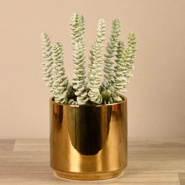 Greenery-Succulent in Gold Pot-Bloomr