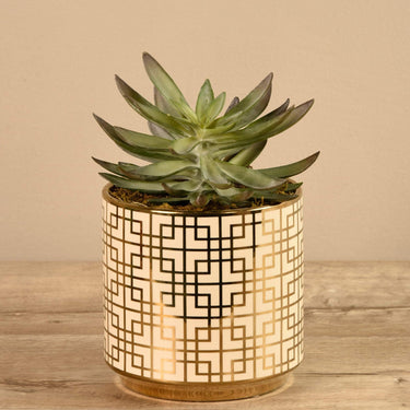 Greenery-Succulent In White/Gold Pot-Bloomr
