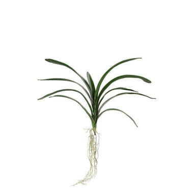 Greenery-Vanda Leaf Bunch-Bloomr