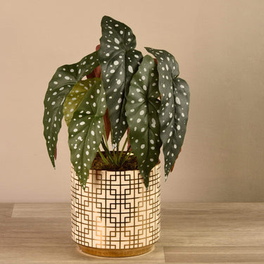 Plants-Artificial Begonia Maculata in White & Gold Pot-Bloomr