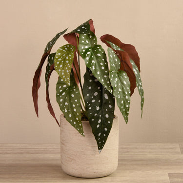 Plants-Artificial Begonia Maculata in Cement Pot-Bloomr