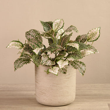 Plants-Artificial Fittonia in Cement Pot-Bloomr