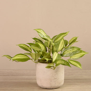 Plants-Vanilla Leaf in Cement Pot-Bloomr