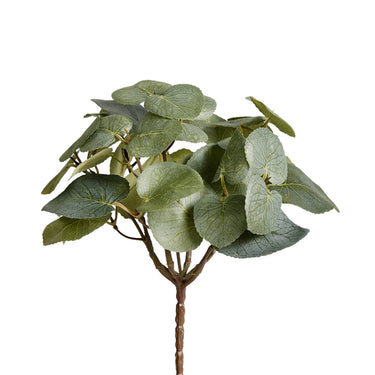 Plants-Eucalyptus-Bloomr
