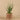 Plants-Potted Aloe (Discontinued)-Bloomr