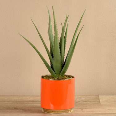 Plants-Potted Aloe-Bloomr