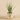 Plants-Potted Aloe-Bloomr