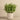 Plants-Potted Asparagus-Bloomr