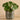 Plants-Potted Pancake (Discontinued)-Bloomr