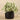 Plants-Potted Silver Fall-Bloomr