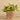 Plants-Potted Vanilla Leaf (Discontinued)-Bloomr