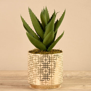 Plants-Potted Agave-Bloomr