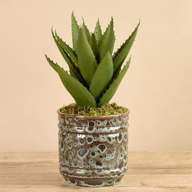 Plants-Potted Agave (Discontinued)-Bloomr