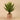 Plants-Potted Agave (Discontinued)-Bloomr