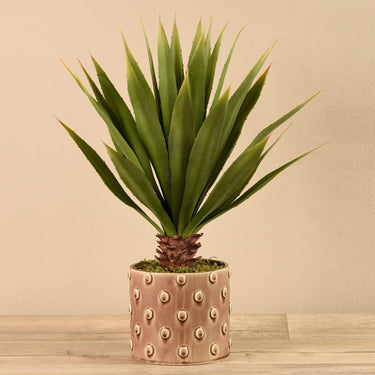Plants-Potted Agave (Discontinued)-Bloomr