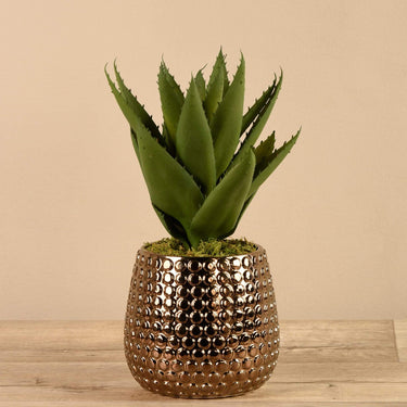 Plants-Potted Agave-Bloomr