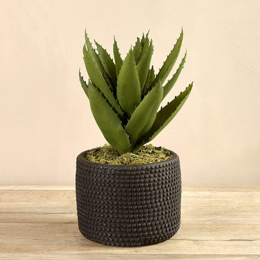Plants-Potted Agave-Bloomr
