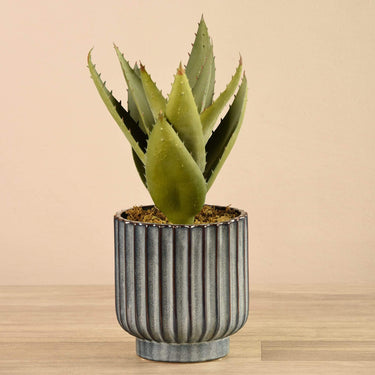 Plants-Potted Aloe-Bloomr
