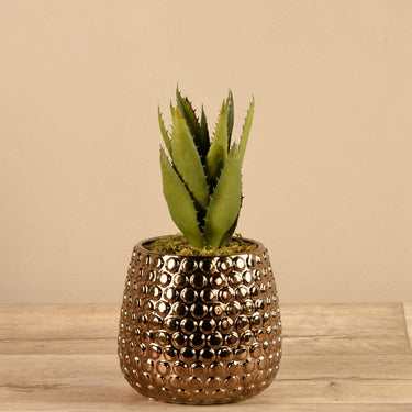 Plants-Potted Aloe-Bloomr