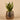 Plants-Potted Aloe-Bloomr