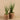 Plants-Potted Aloe (Discontinued)-Bloomr