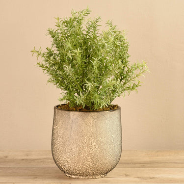 Plants-Potted Asparagus-Bloomr