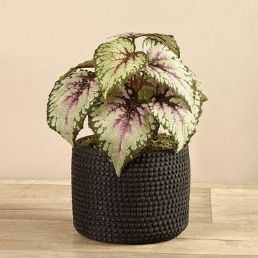 Plants-Potted Begonia-Bloomr