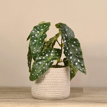 Plants-Artificial Potted Begonia-Bloomr