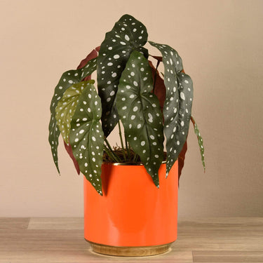 Plants-Potted Begonia Maculata-Bloomr