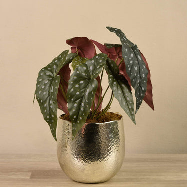 Plants-Potted Begonia Maculata-Bloomr