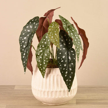 Plants-Potted Begonia Maculata-Bloomr