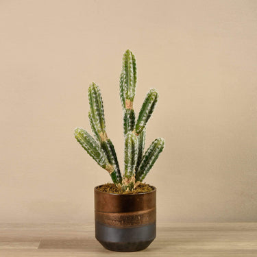 Plants-Artificial Potted Cactus-Bloomr
