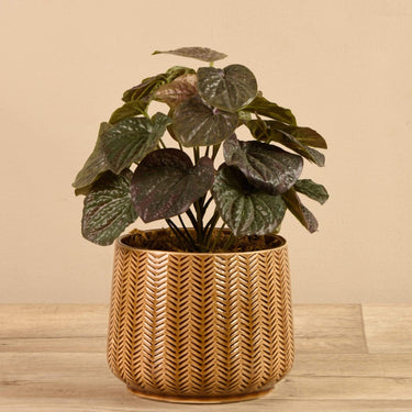 Plants-Potted Dark Peperomia-Bloomr