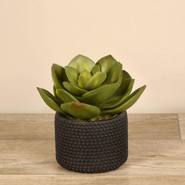 Plants-Potted Echeveria-Bloomr