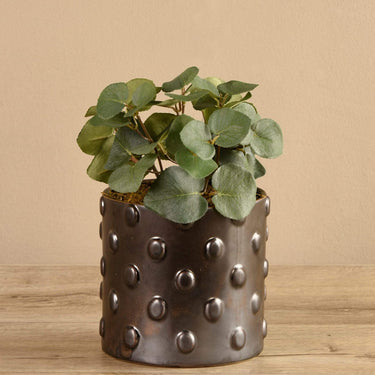 Plants-Potted Eucalyptus-Bloomr
