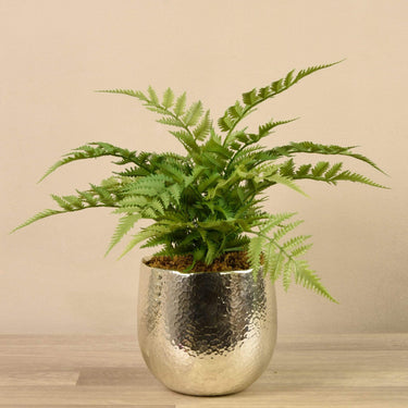 Plants-Potted Fern-Bloomr