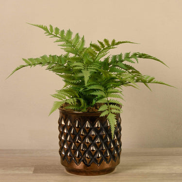 Plants-Potted Fern-Bloomr
