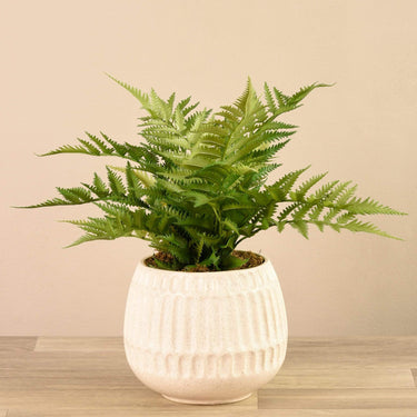 Plants-Potted Fern-Bloomr