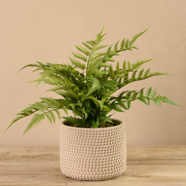 Plants-Potted Fern-Bloomr