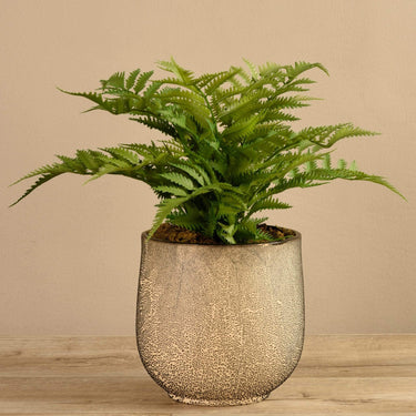 Plants-Potted Fern-Bloomr
